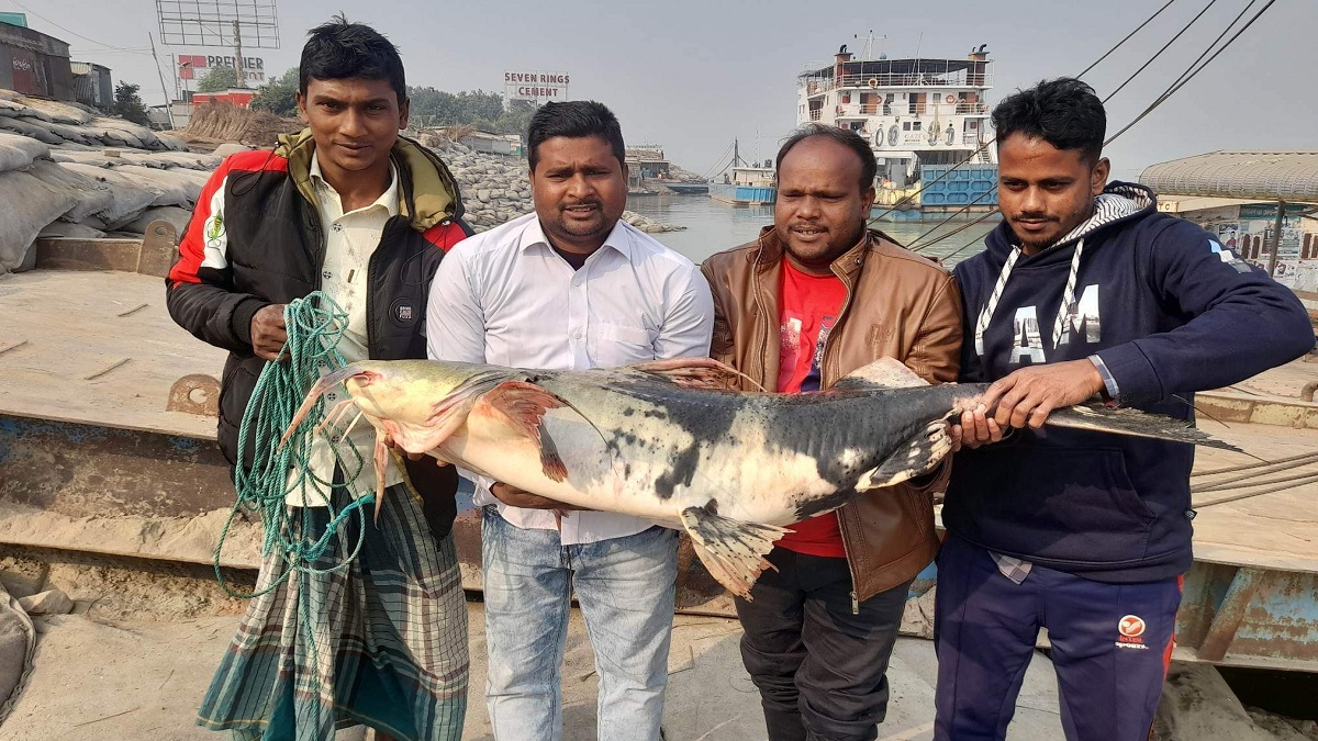 পদ্মায় ধরা পড়লো ২৭ কেজির বিশাল বাঘাইড়, দাম ৩৫ হাজার টাকা