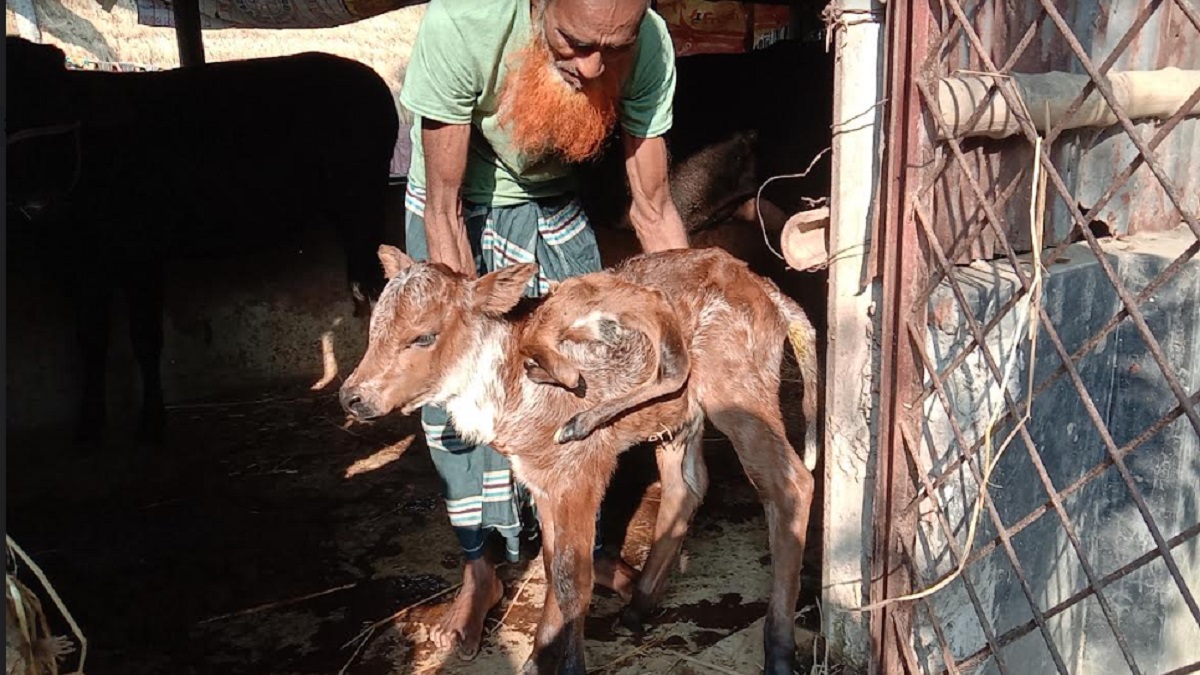 শৈলকুপায় জন্ম নিলো ছয় পা-ওয়ালা বাছুর