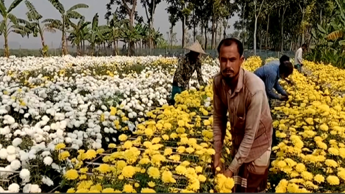 বিজয় দিবস উপলক্ষ্যে ঝিনাইদহে জমজমাট ফুলের বাজার