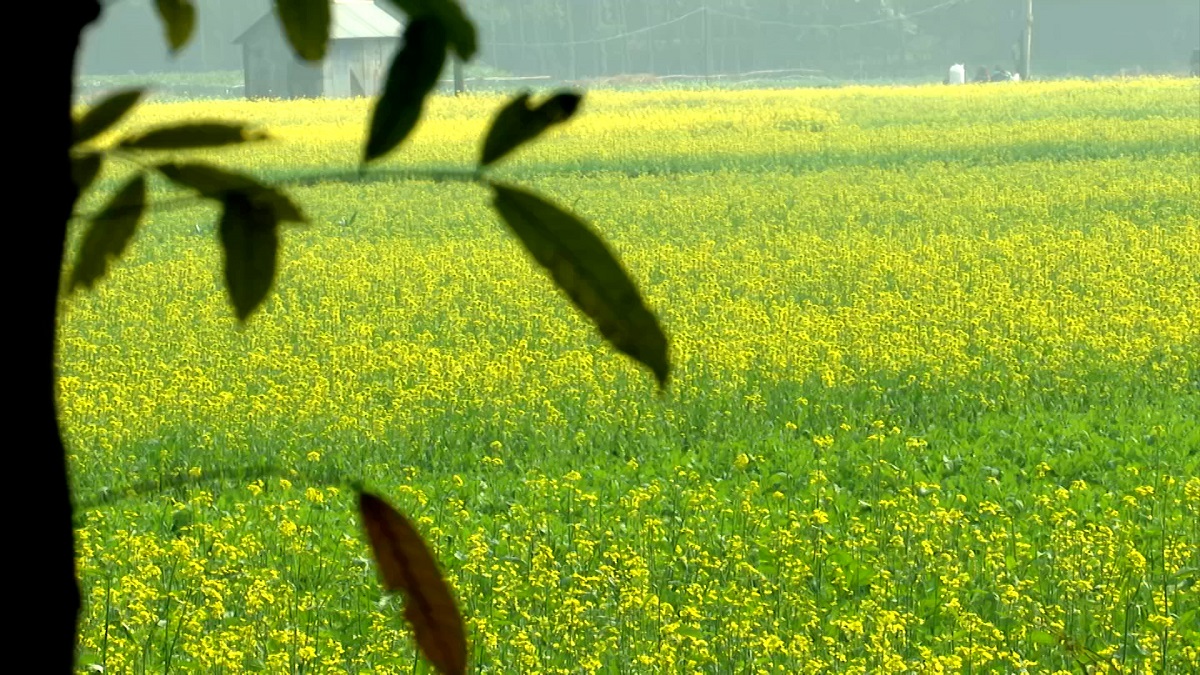 ভোজ্যতেলের আমদানি কমাতে উৎপাদন বাড়ানোর তাগিদ