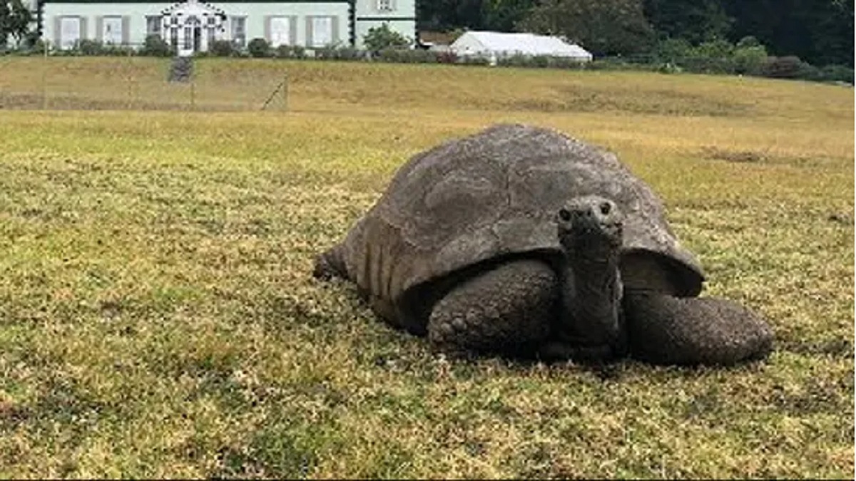 পৃথিবীর সবচেয়ে বয়স্ক কচ্ছপ, বয়স ১৯০ বছর
