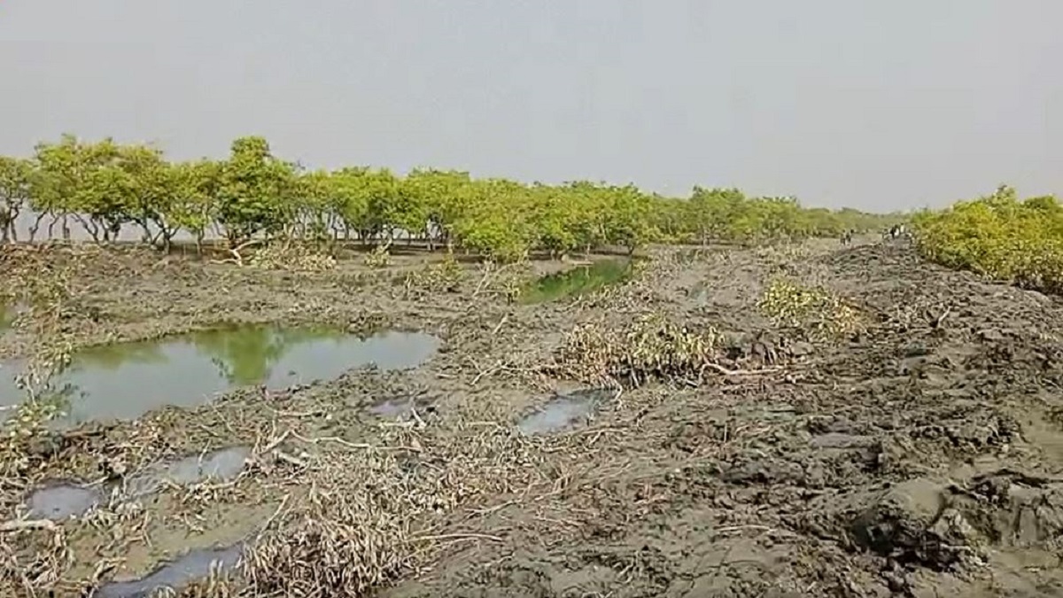 মহেশখালীতে ১০০ হেক্টর প্যারাবন কেটে চিংড়ি ঘেরের বাঁধ নির্মাণ, ৪ জনের বিরুদ্ধে মামলা