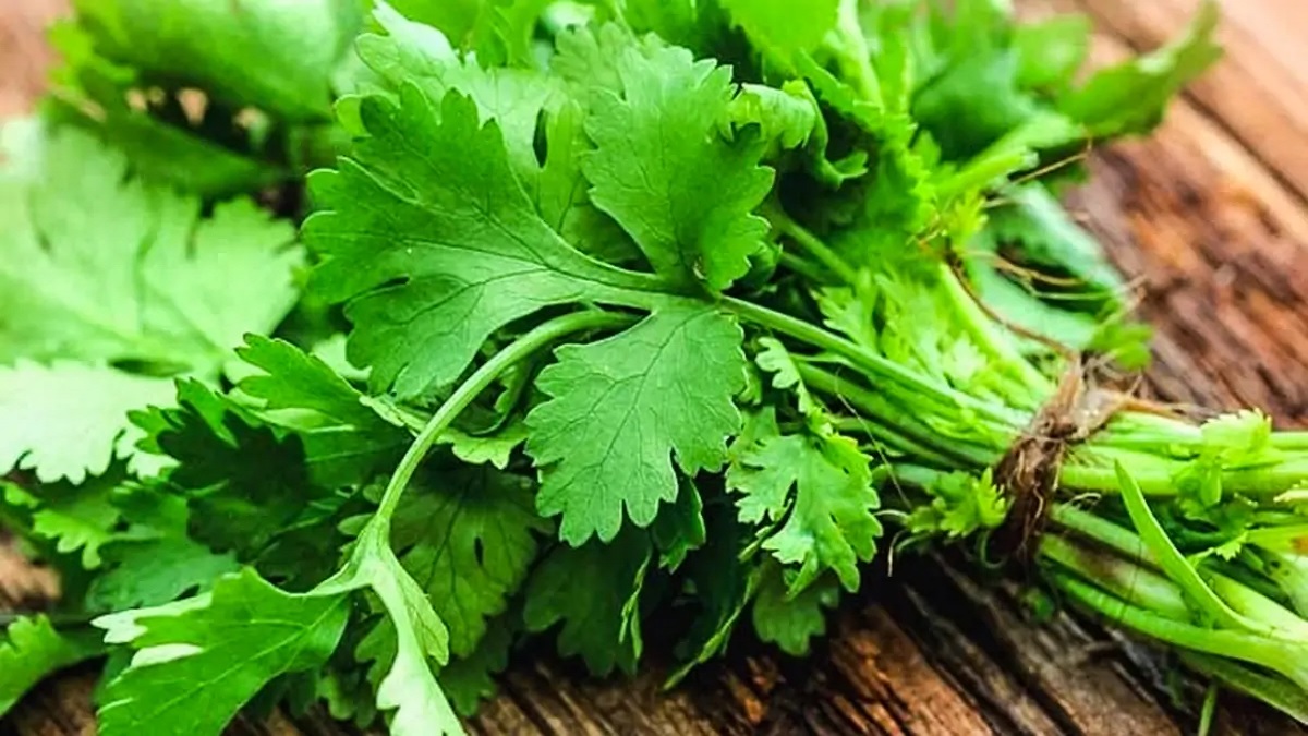 আজ ‘ধনে পাতা ঘৃণা’ করার দিন