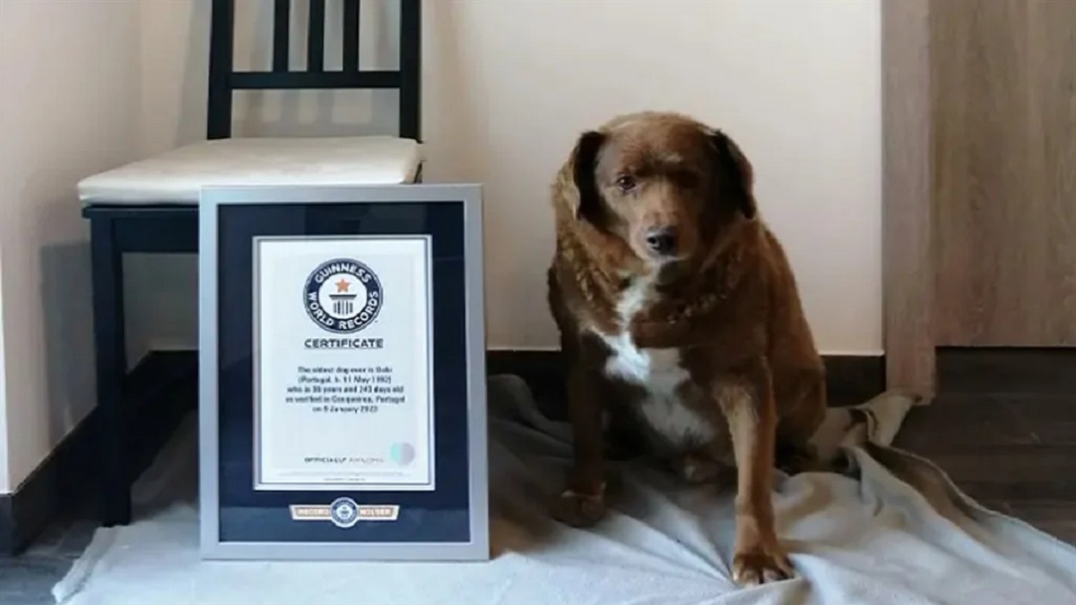 স্বাভাবিকের চেয়ে দ্বিগুণ আয়ু নিয়ে বেঁচে আছে যে কুকুর