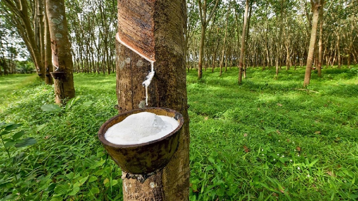 রাবারকে কৃষিপণ্য ঘোষণার দাবি