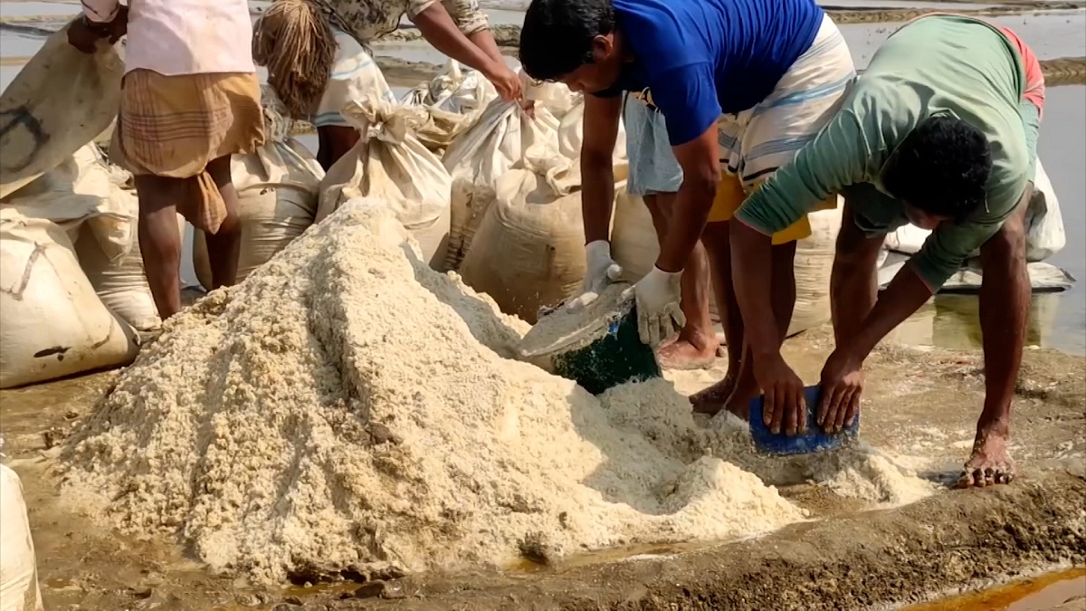 ভরা মৌসুমে লবণের দরপতন, লোকসানের শঙ্কায় চাষীরা