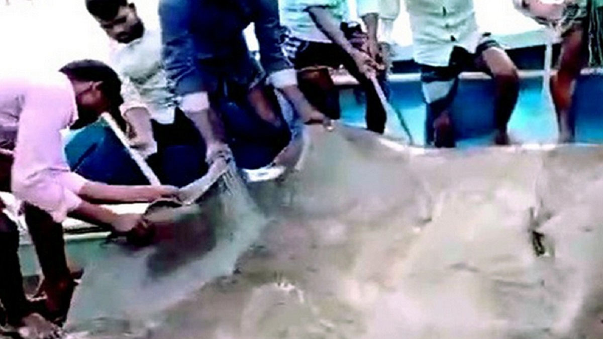 ভোলার মেঘনায় ধরা পড়লো ৬ মণ ওজনের শাপলাপাতা মাছ