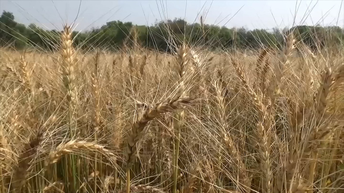 ব্লাস্ট রোগের প্রকোপে বিপাকে রাজবাড়ীর গম চাষীরা