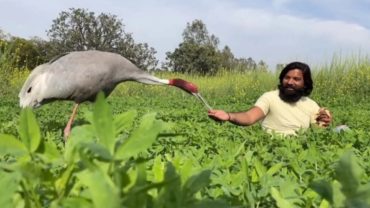 যে সারস পাখিটি কখনোই তার উদ্ধারকারীকে ছেড়ে যেতে চায় না (ভিডিও)
