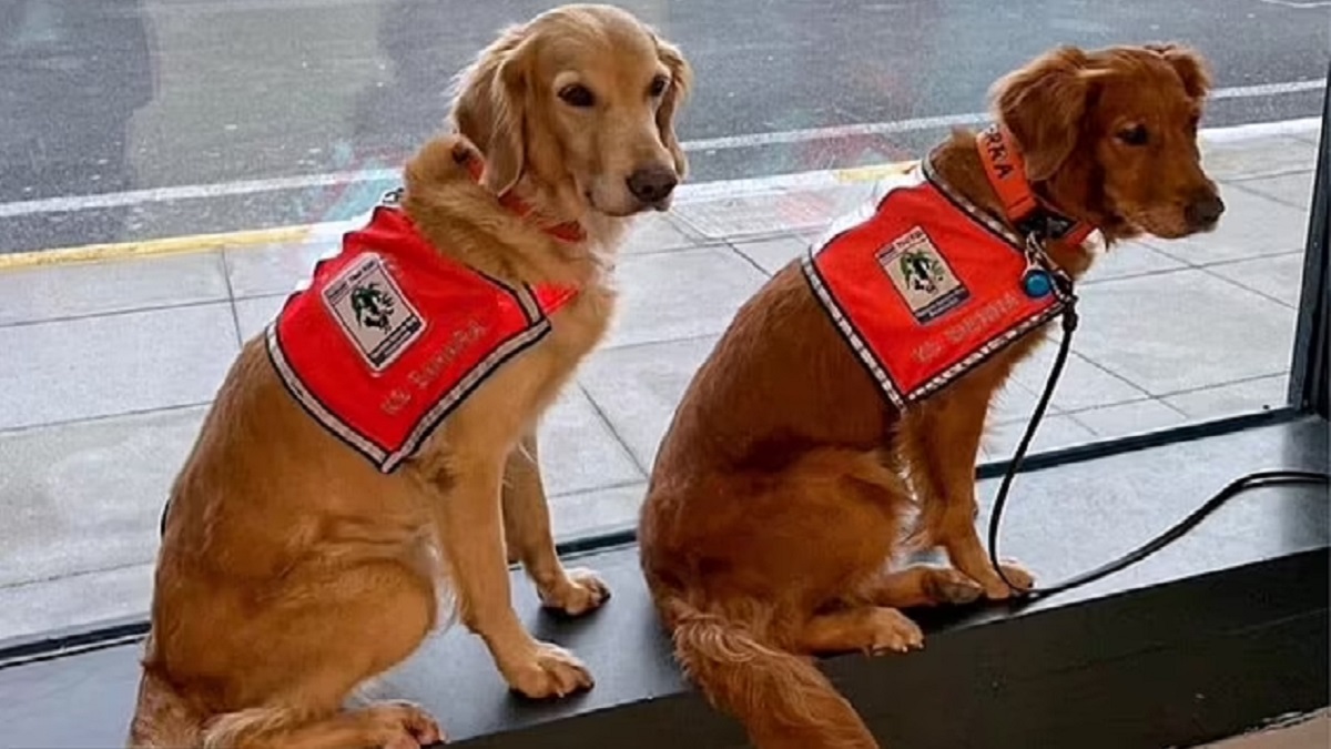 উদ্ধারকারী কুকুরদের বিশেষ সম্মান জানালো তুরস্ক