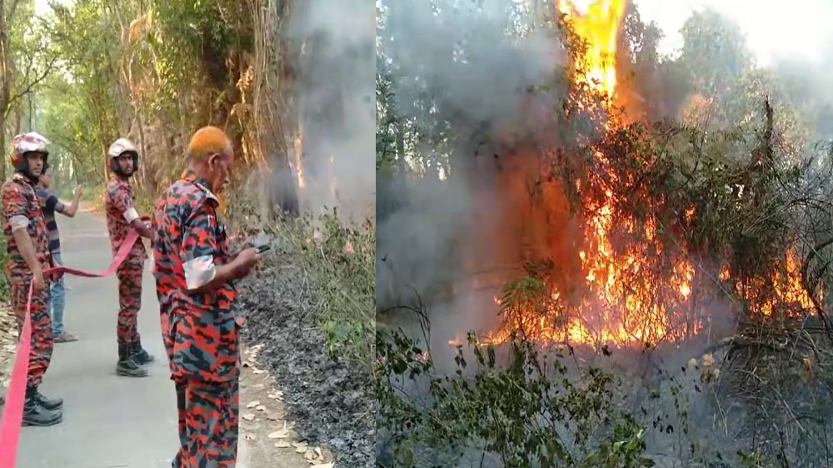 নওগাঁর আলতাদীঘি শালবনে আগুন