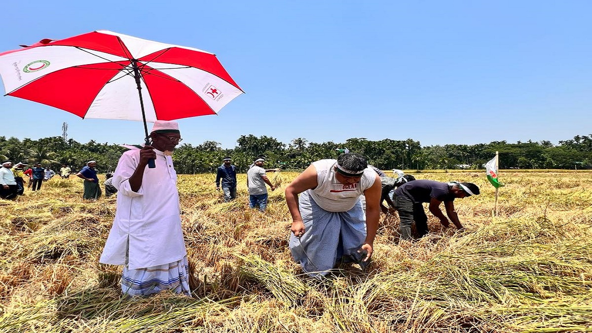 মুক্তিযোদ্ধার পাকা ধান ঘরে তুলে দিলো যুবলীগ