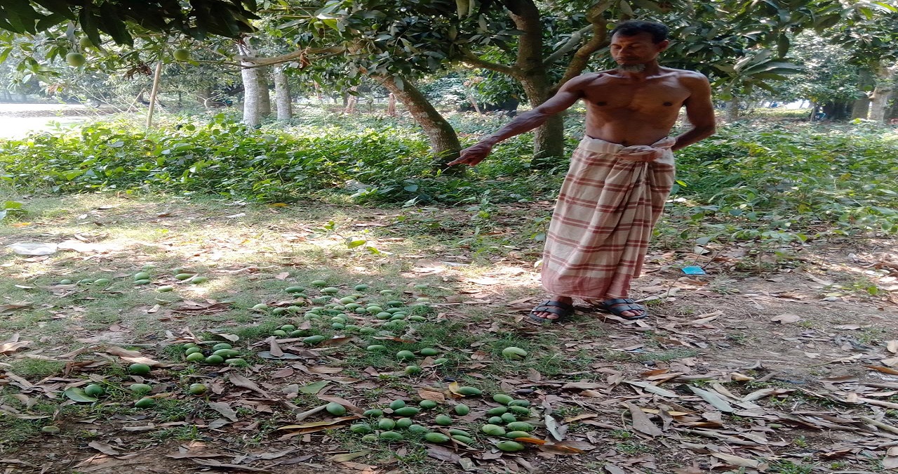 তীব্র তাপদাহে ঝরে পড়ছে গাছের আম