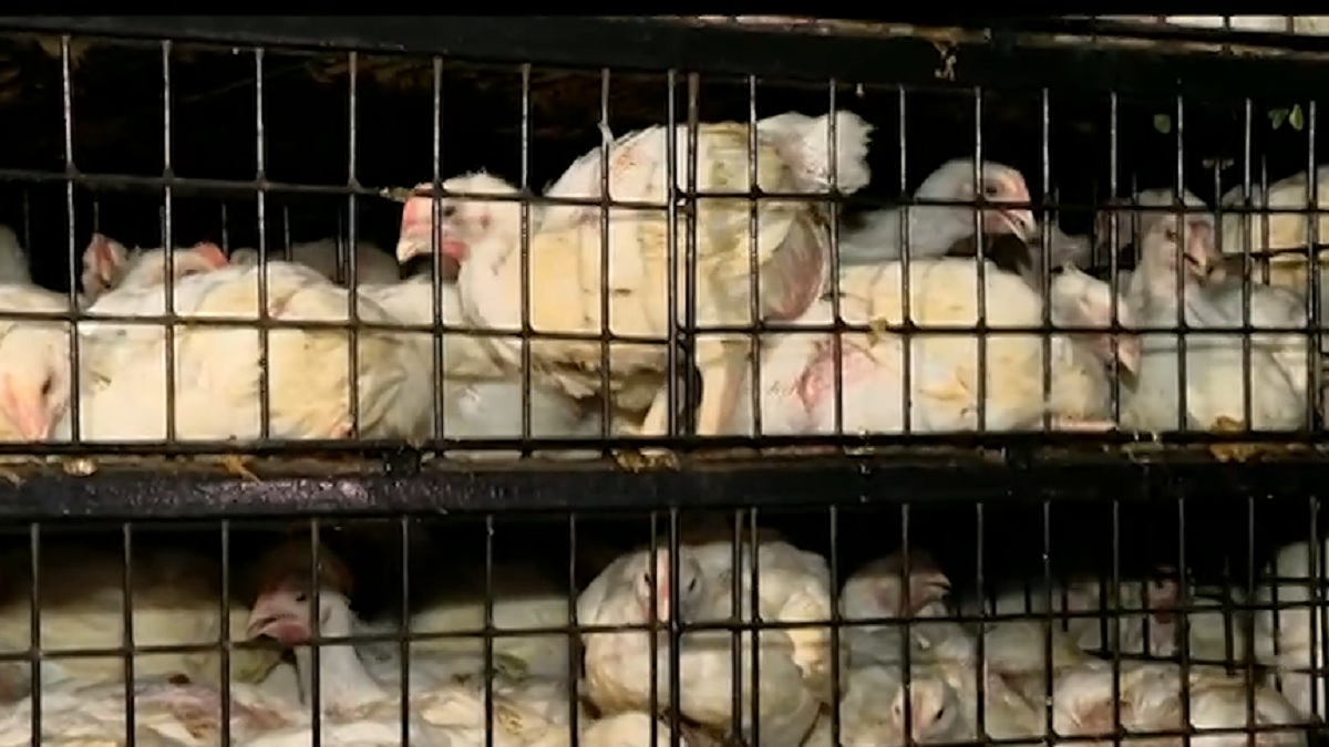 মুরগির দাম নিয়ে কেনো এত অস্থিরতা?