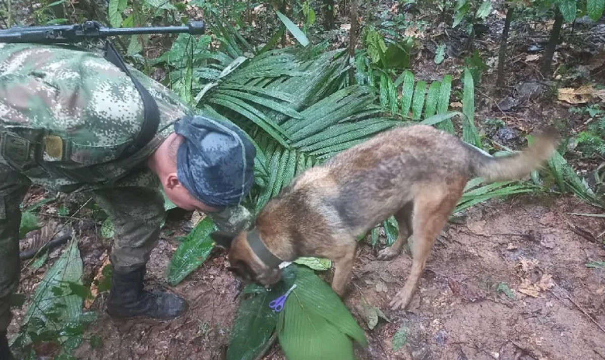 উড়োজাহাজ বিধ্বস্তের ১৭ দিন পর ৪ শিশুকে জীবিত উদ্ধার