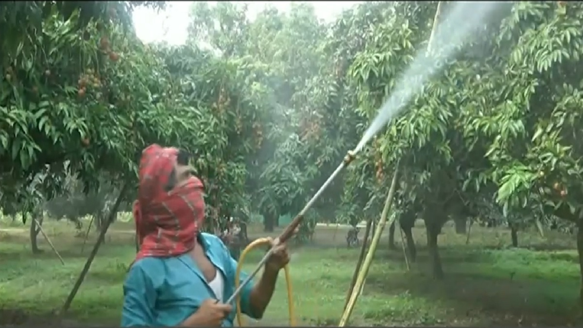 দিনাজপুরে বৈরী আবহাওয়ায় আগেভাগেই বাজারে লিচু