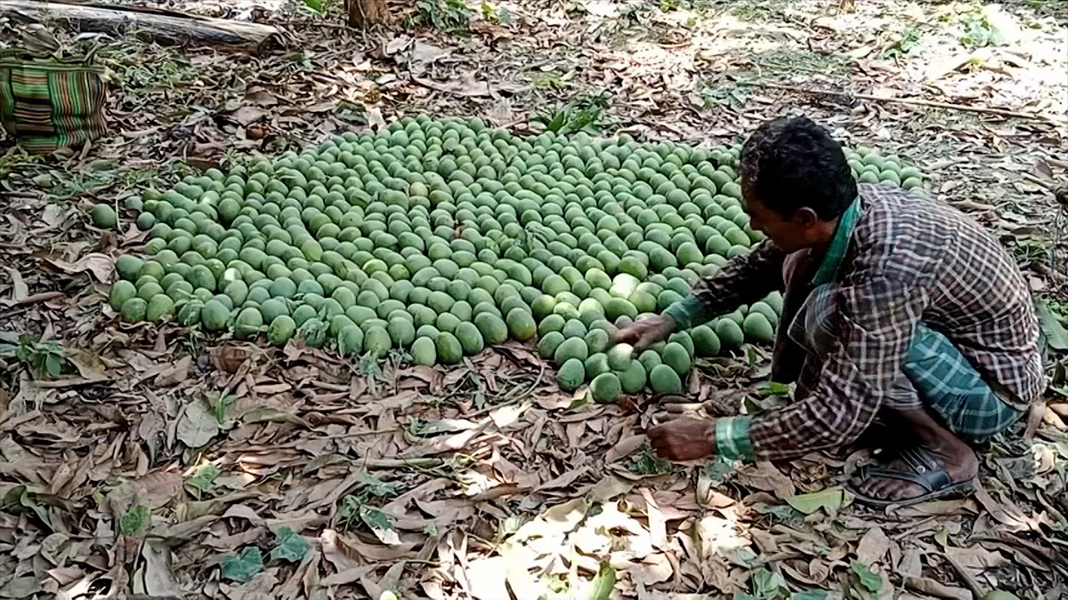 ঝিনাইদহের আম যাচ্ছে ইংল্যান্ডে