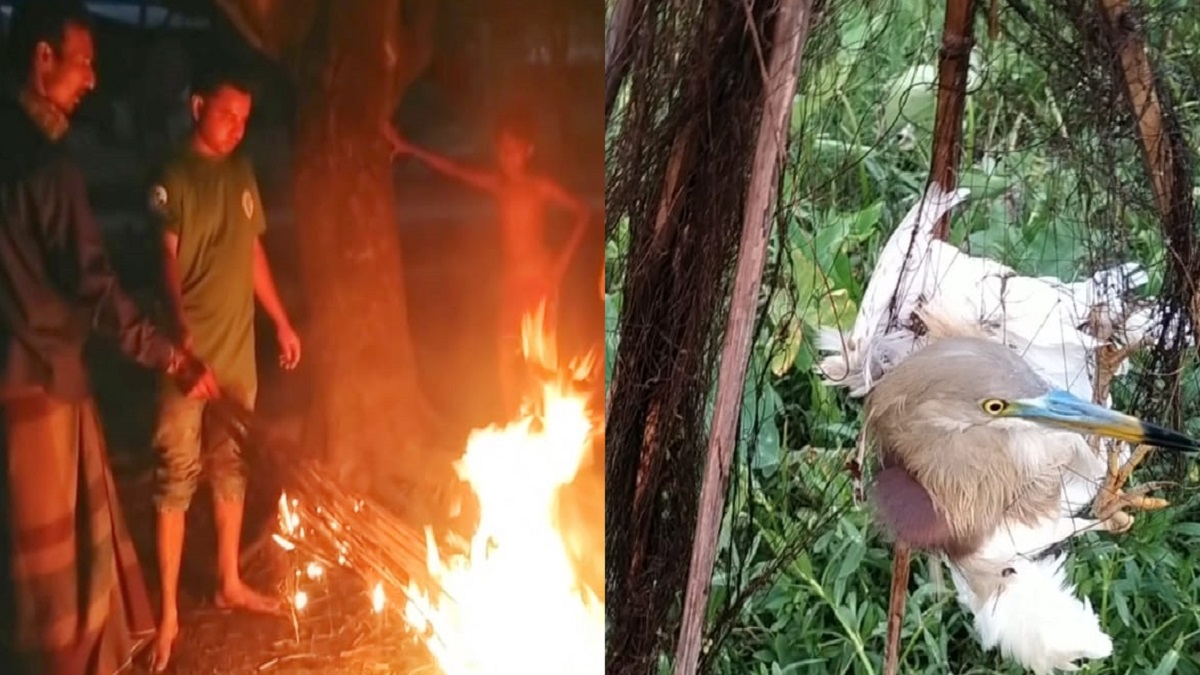 নাটোরে পাখি অবমুক্তসহ শিকারে ব্যবহৃত ৮০০ হাত জাল ধ্বংস করলো পরিবেশকর্মীরা