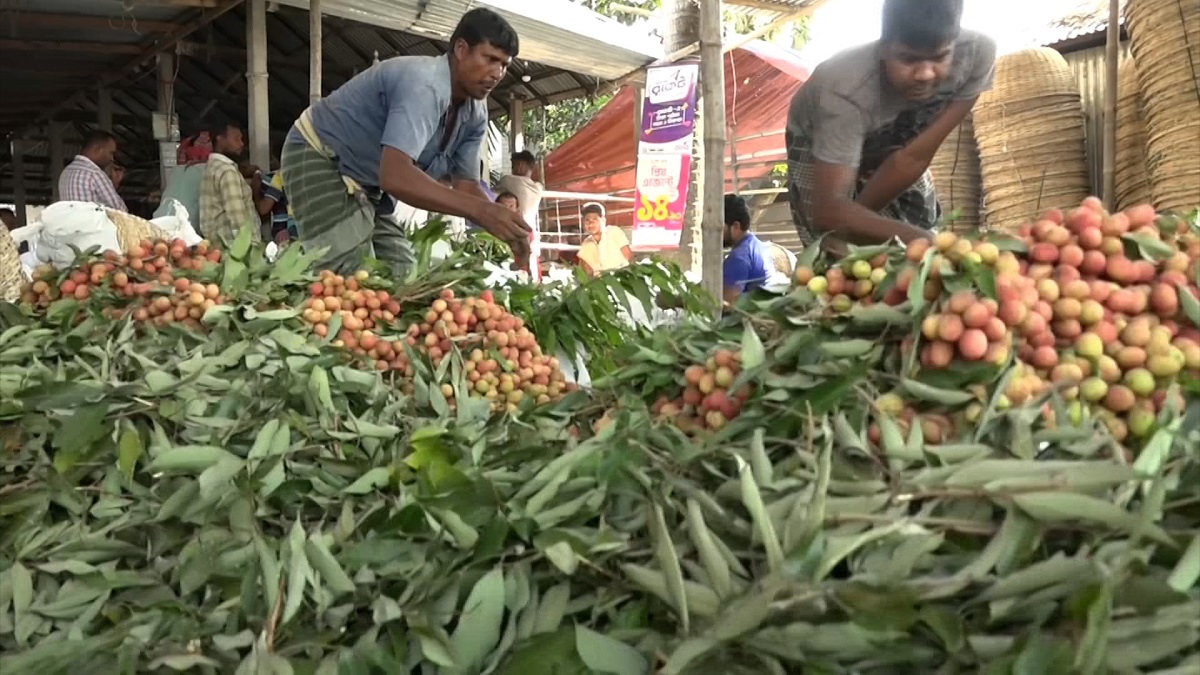 নাটোরে লিচুর বাম্পার ফলন; সন্তুষ্ট বাগান মালিকরা, বাজারে পাইকারদের ভিড়
