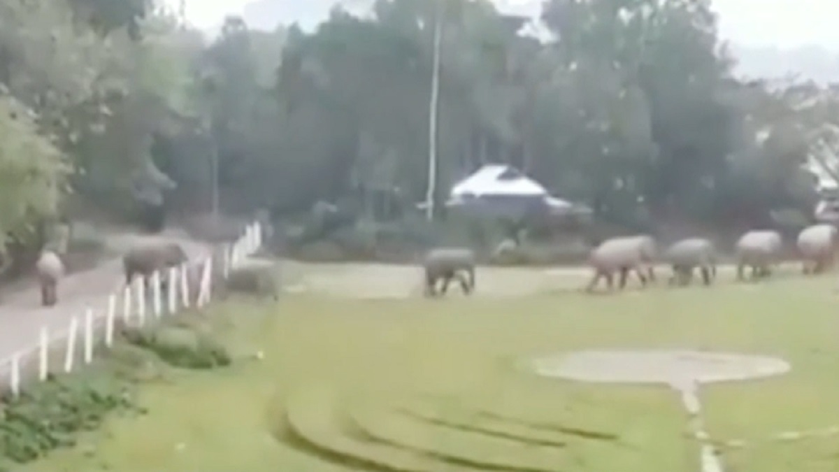 নেত্রকোণার সীমান্তে ক্রমেই বাড়ছে বন্যহাতির আক্রমণ