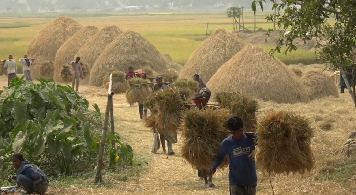 আজ থেকে অভ্যন্তরীণ খাদ্য শস্য সংগ্রহ শুরু