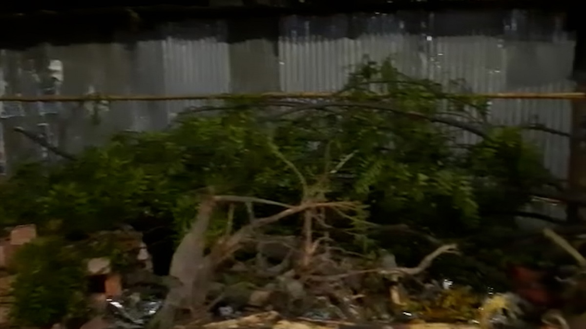 সড়ক উন্নয়নে রাজধানীতে মধ্যরাতে গাছ কর্তন