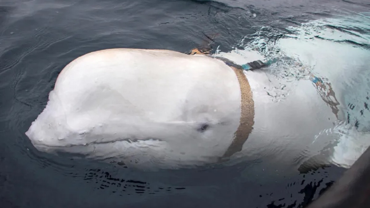 রুশ প্রশিক্ষণপ্রাপ্ত তিমি ঘিরে তোলপাড়, দেখা মিললো সুইডেনের জলসীমায়