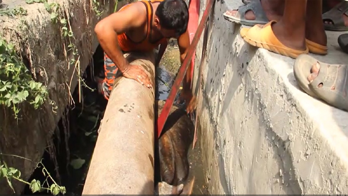 ৯৯৯ এ ফোন পেয়ে ড্রেনে আটকে পড়া গরু উদ্ধার করলো ফায়ার সার্ভিস