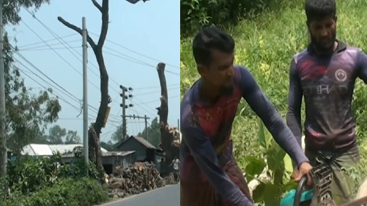 টাঙ্গাইলে রাস্তা বানাতে কাটা হচ্ছে আড়াই হাজার গাছ!
