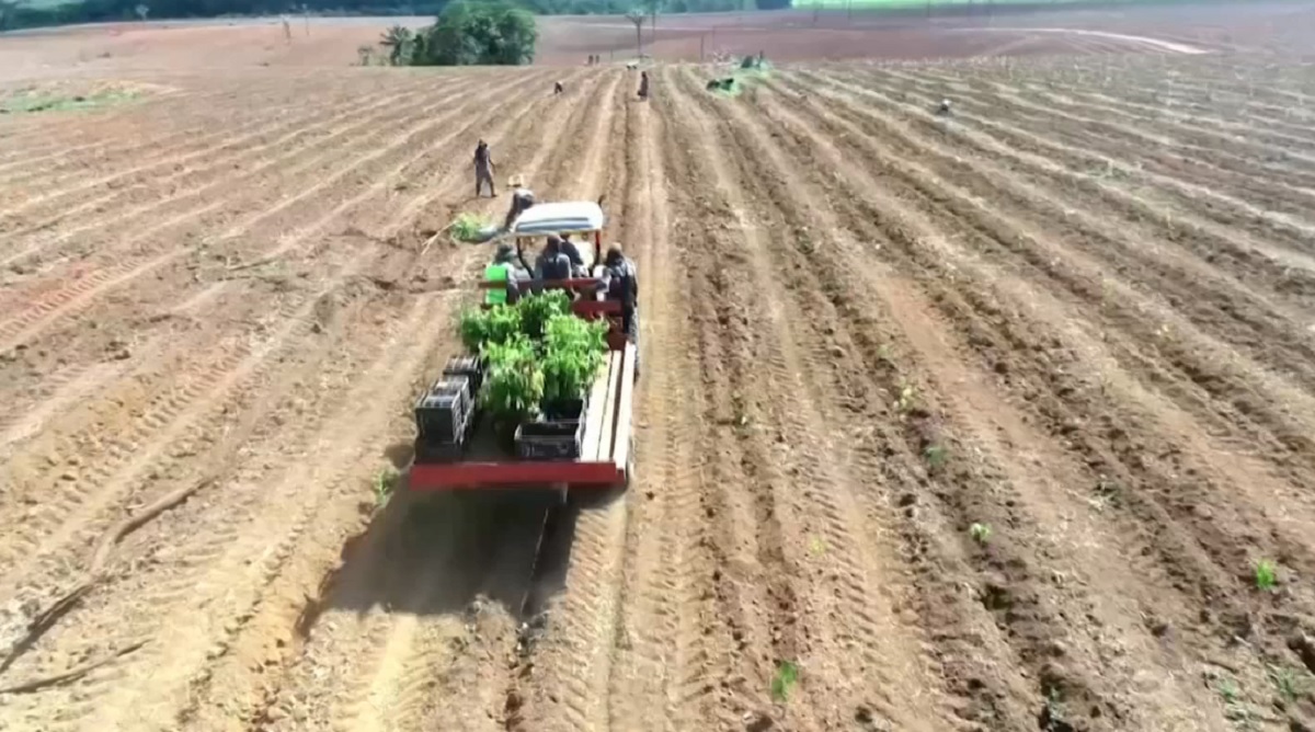 আমাজন রক্ষায় চলছে বৃক্ষরোপণ