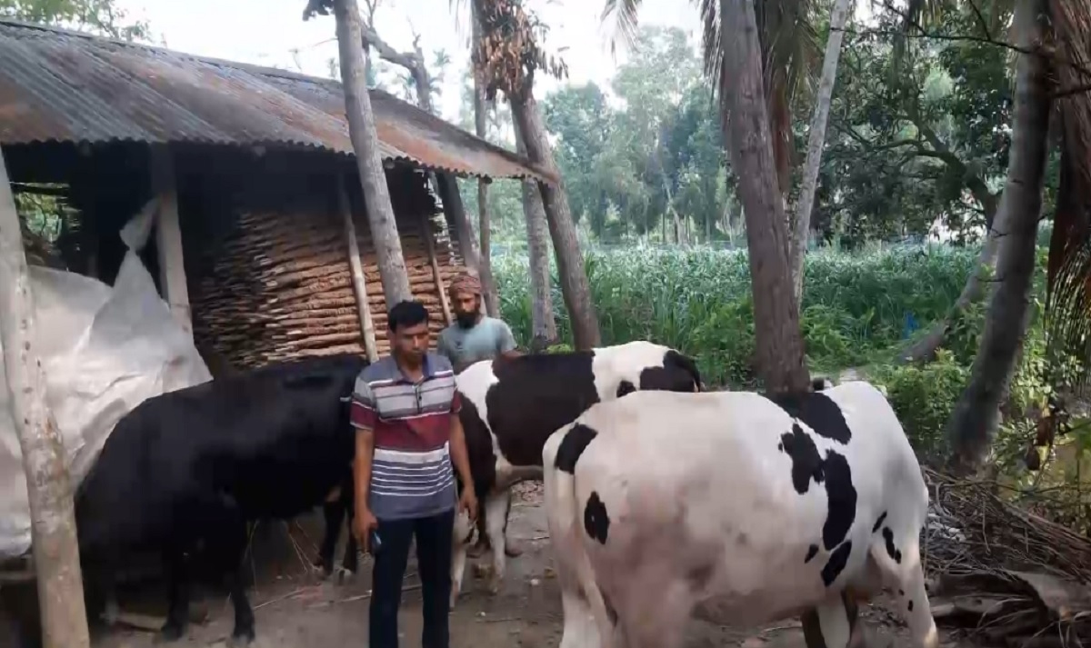 দুর্বৃত্তদের দেয়া বিষে মরলো ৪ লক্ষাধিক টাকার গাভি, আরও ৫টি অসুস্থ