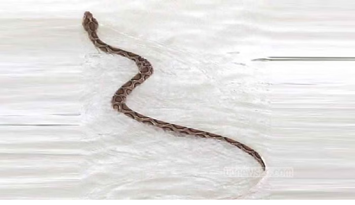 ফরিদপুরে রাসেল ভাইপার আতঙ্ক, চিকিৎসায় সংকট