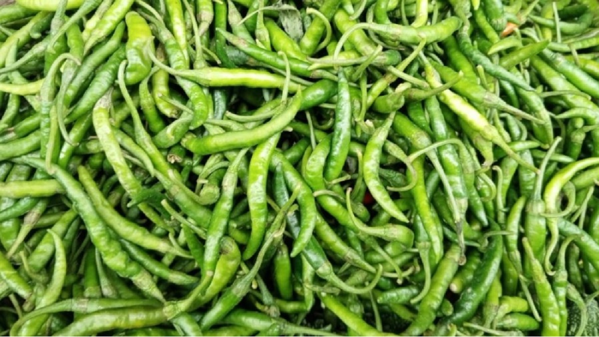 কাঁচামরিচের আমদানি বাড়লেও দাম কমেছে না