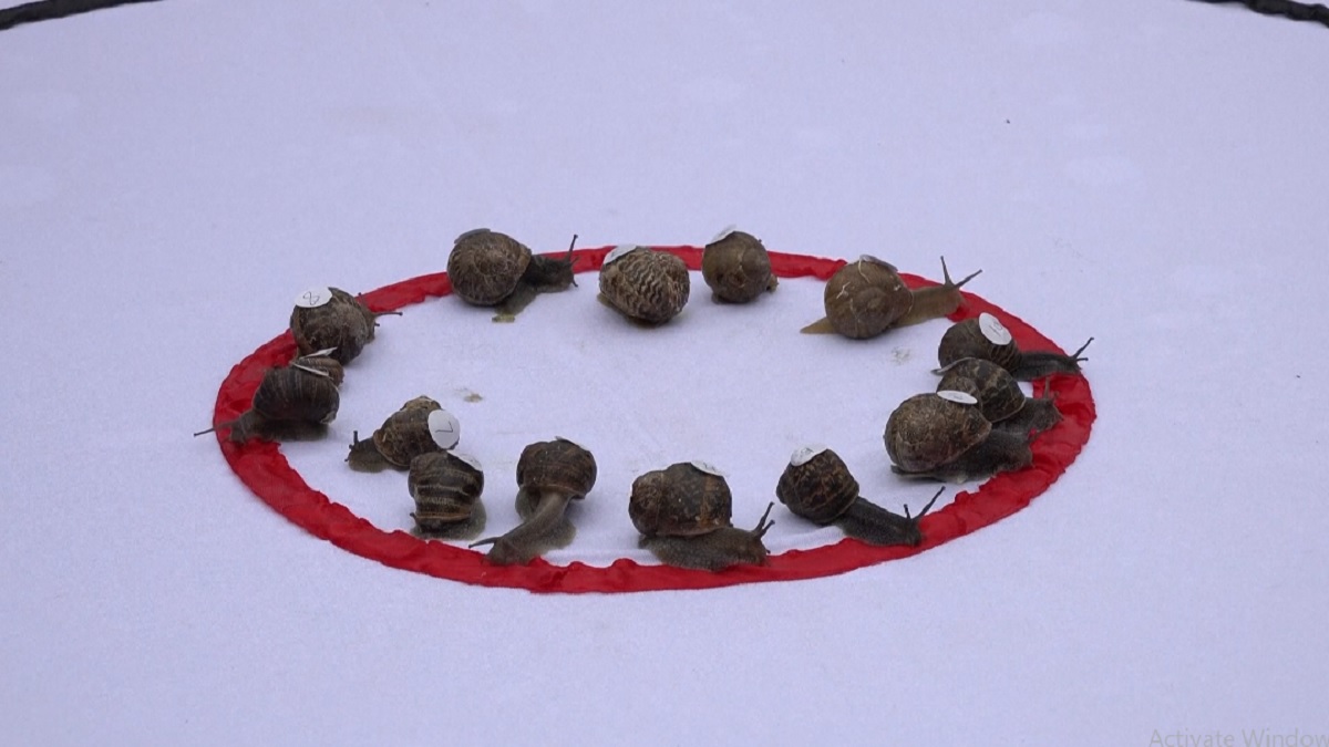 শামুকের বিশ্ব দৌড় প্রতিযোগিতা! বিজয়ী শামুক পেলো এক ঝাঁক লেটুস পাতা