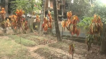 কুমিল্লায় ১৬টি নতুন কবর নিয়ে শুরু ‘রহস্য’