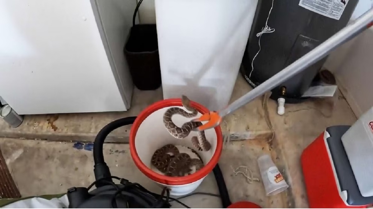 অ্যারিজোনায় গ্যারেজে পাওয়া গেলো ২০টি র্যাটল সাপ!