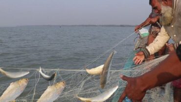 কাল থেকে ইলিশ ধরায় ২২ দিনের নিষেধাজ্ঞা