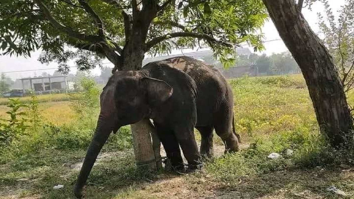 চাঁপাইনবাবগঞ্জে সার্কাস থেকে পালানো হাতি আটক