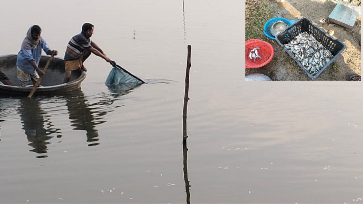 মাছের সাথে এ কেমন শত্রুতা?