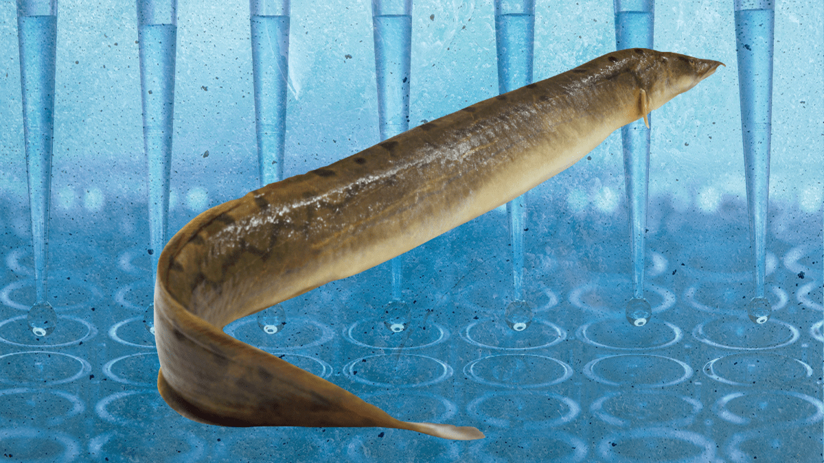 কৃত্রিমভাবে ল্যাবে তৈরি হচ্ছে ইল মাছের মাংস