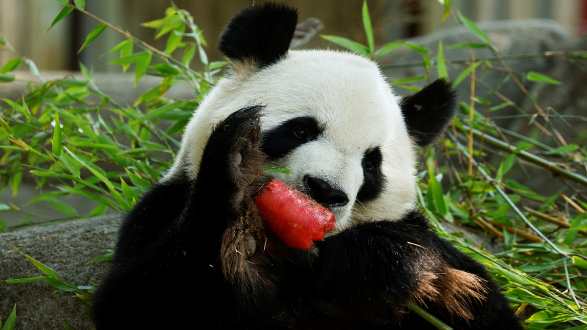 তীব্র তাপদাহে চিড়িয়াখানার প্রাণীদের খাওয়ানো হচ্ছে আইসক্রিম