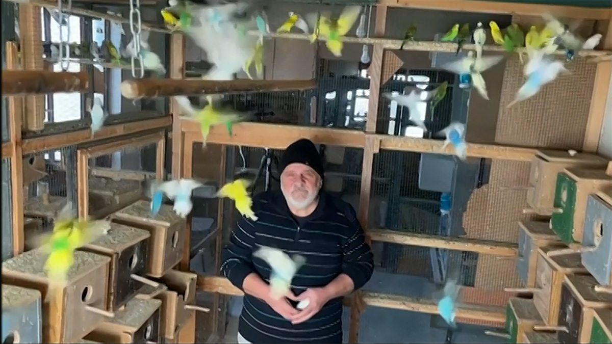 তোতাদের আশ্রয়স্থল জরজিয়েভের বাড়ি