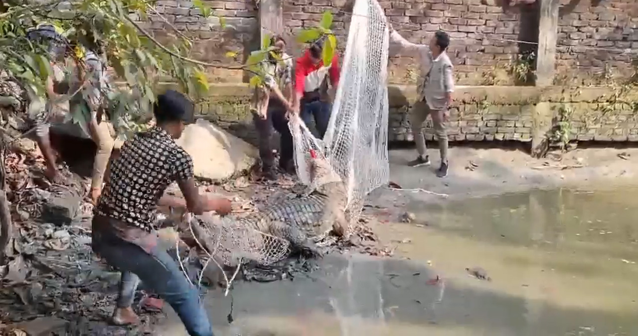 ৩৫ বছর পুকুরে অবরুদ্ধ ১০০ কেজির কুমির উদ্ধার