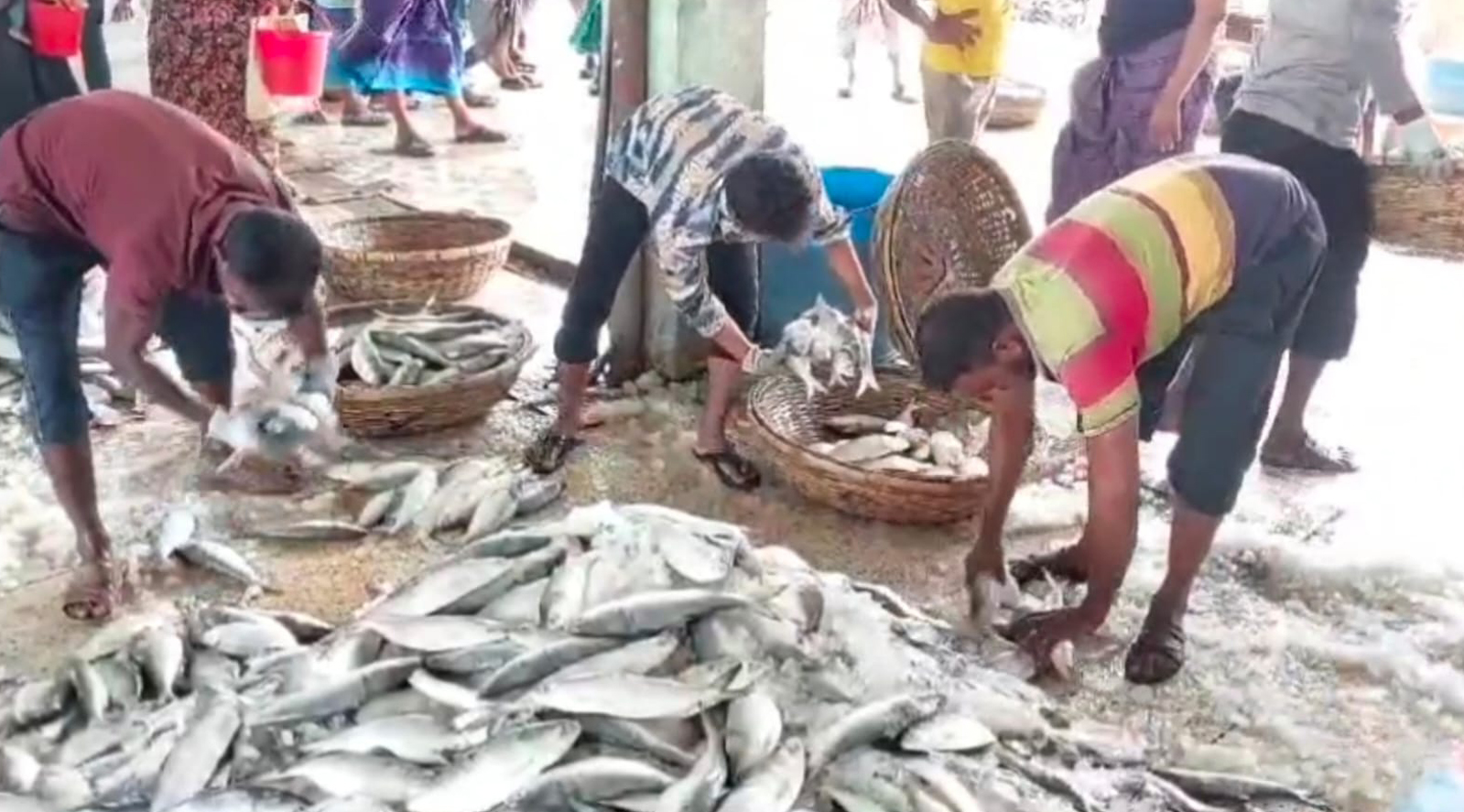 কুয়াকাটায় এক জালে ধরা পড়লো ১৩০ মণ ইলিশ