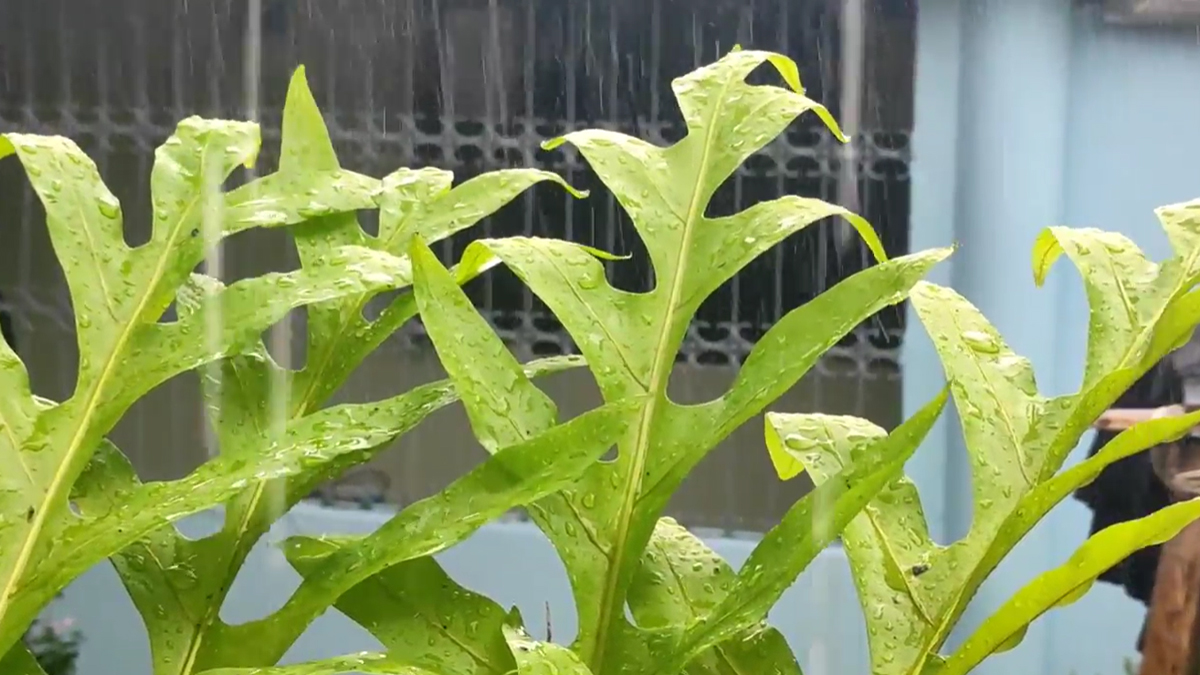 স্বস্তির বৃষ্টিতে ভিজলো দেশের বিভিন্ন অঞ্চল