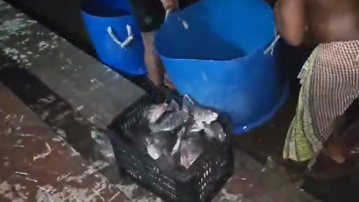 বেনজীরের রিসোর্ট থেকে চুরি করার সময় প্রায় ৬০০ কেজি মাছ জব্দ