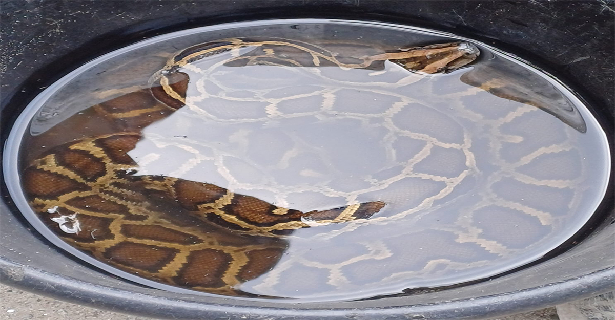 করতোয়া নদীতে জেলের জালে ৪ ফুটের অজগর