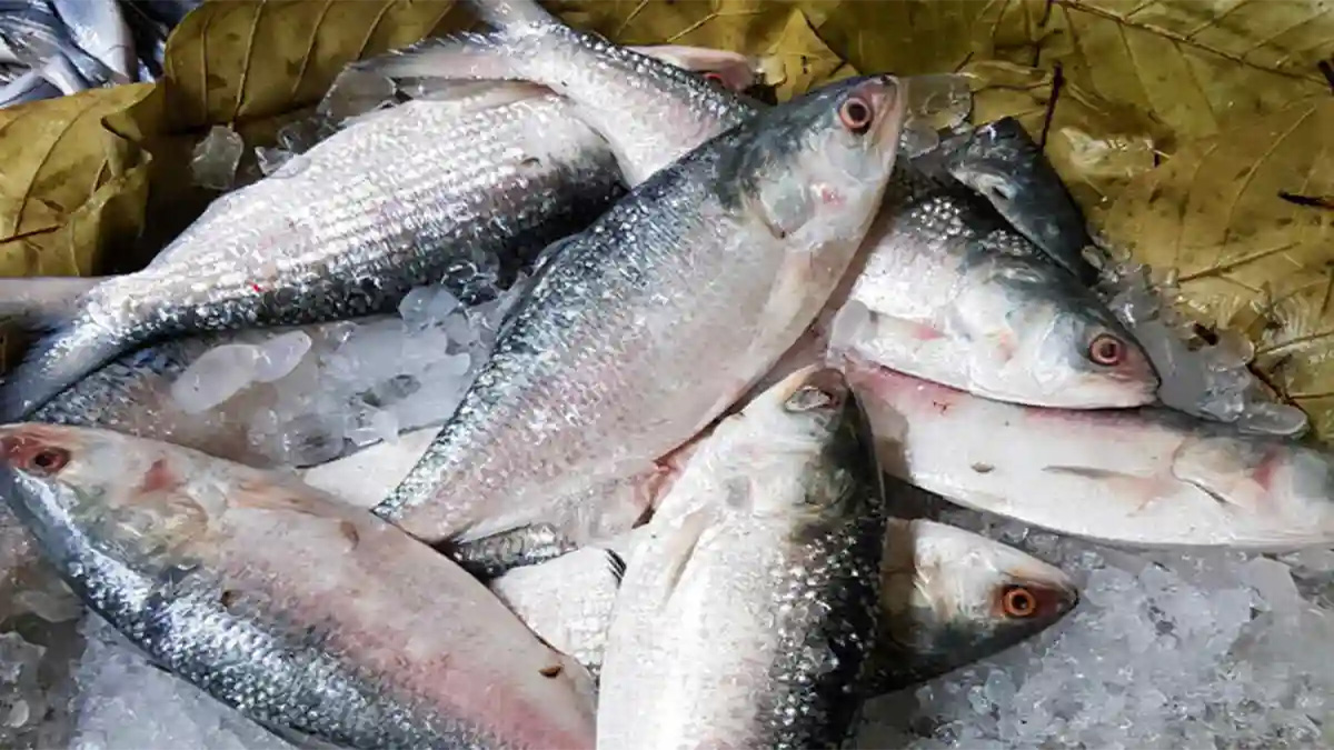 আজ থেকে ভারতে যাচ্ছে পদ্মার ইলিশ
