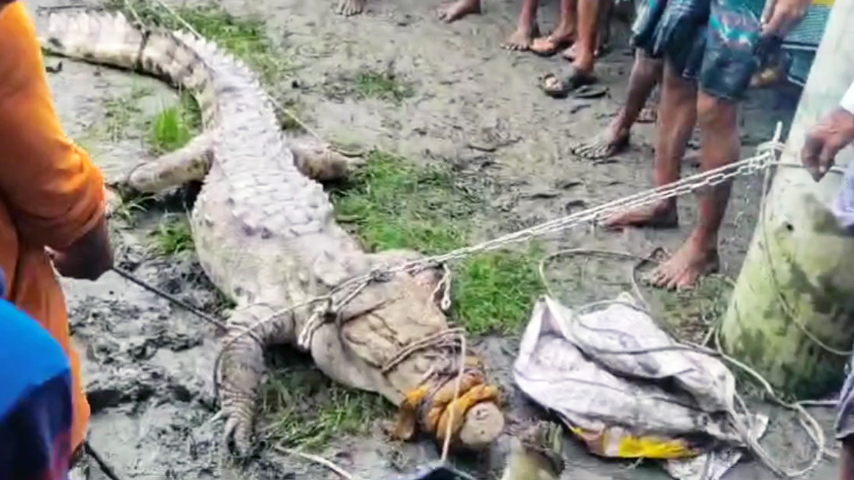 লক্ষ্মীপুরে বাড়িতে ঢুকে পড়লো কুমির, একনজর দেখতে মানুষের ঢল