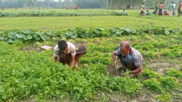 আগাম জাতের ধনেপাতায় লাভের মুখ দেখছে চাষী